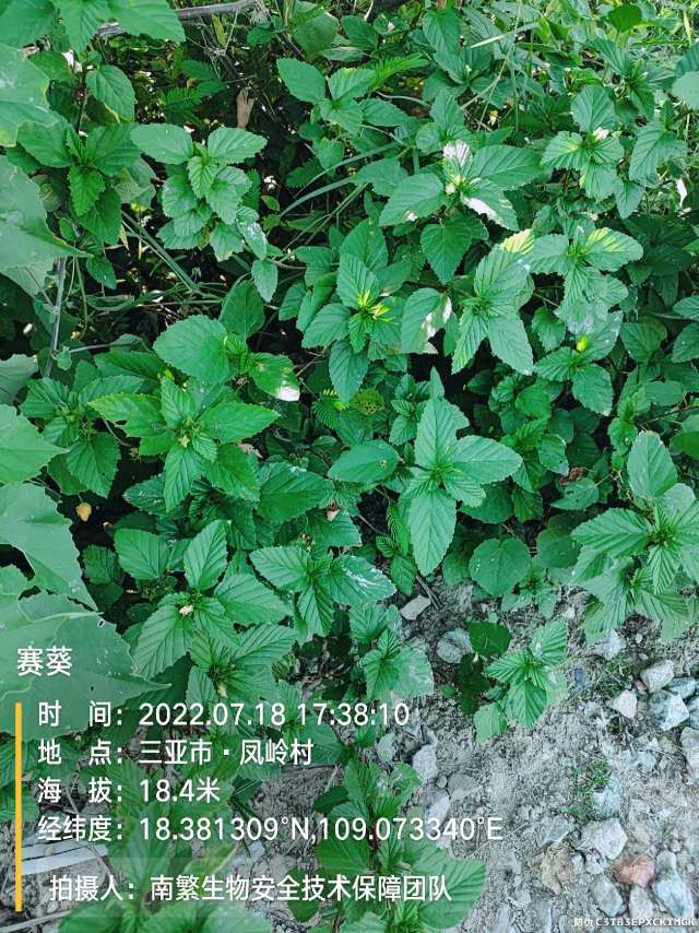 赛葵