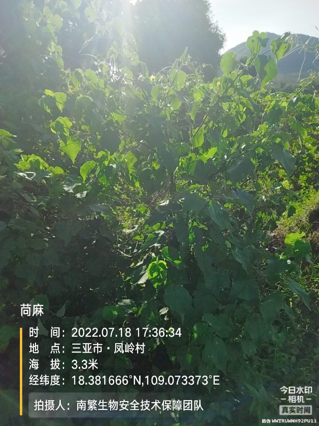 苘麻