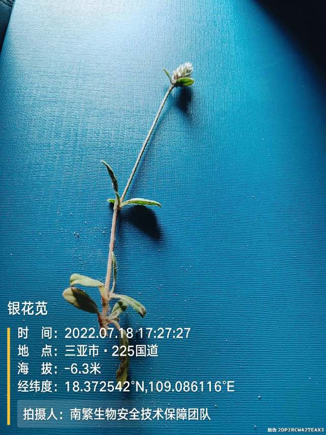 银花苋