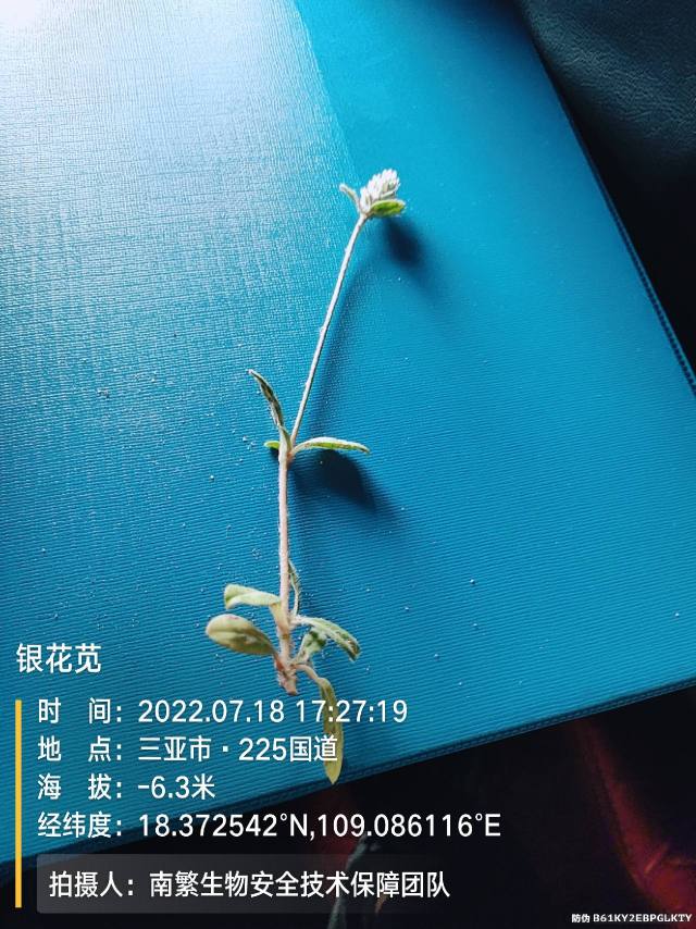 银花苋