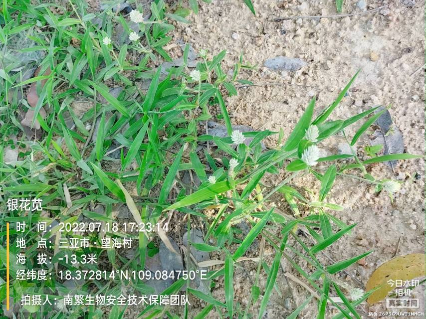 银花苋