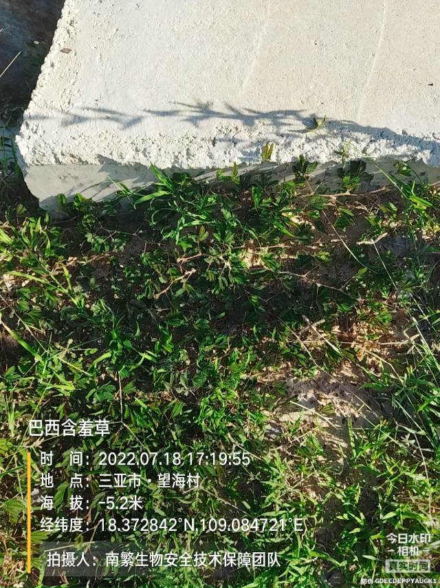 巴西含羞草