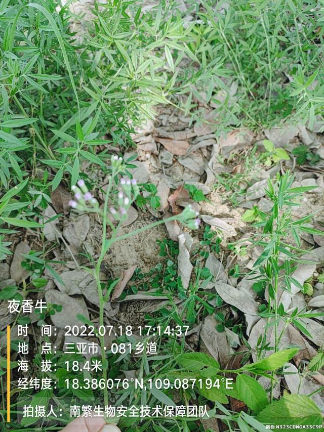 夜香牛