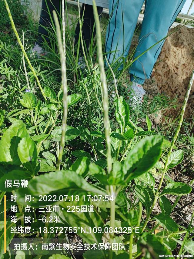 假马鞭