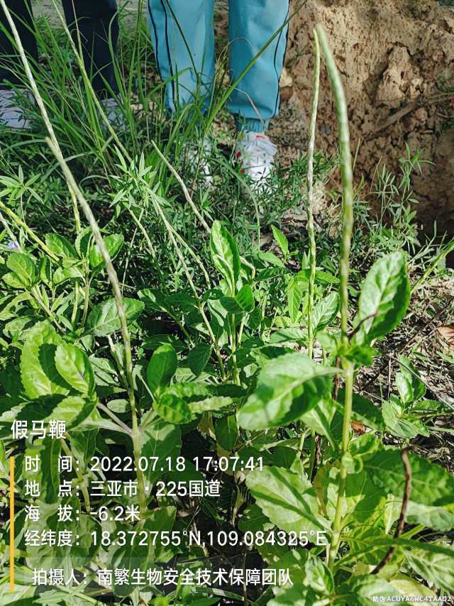 假马鞭