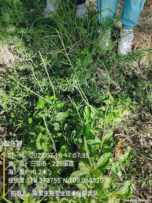 假马鞭