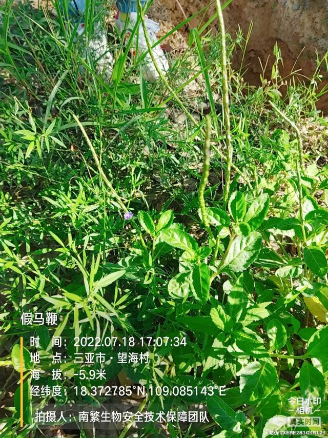假马鞭