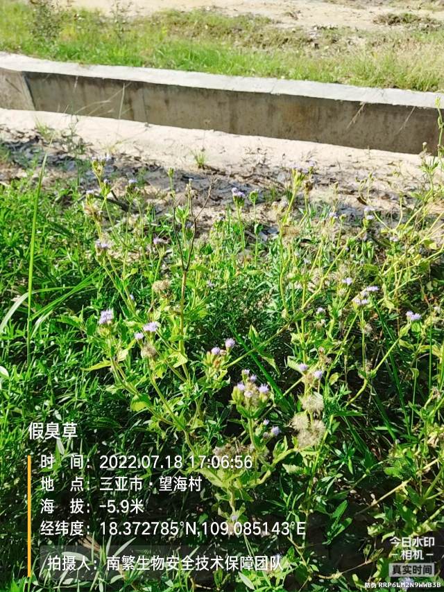 假臭草