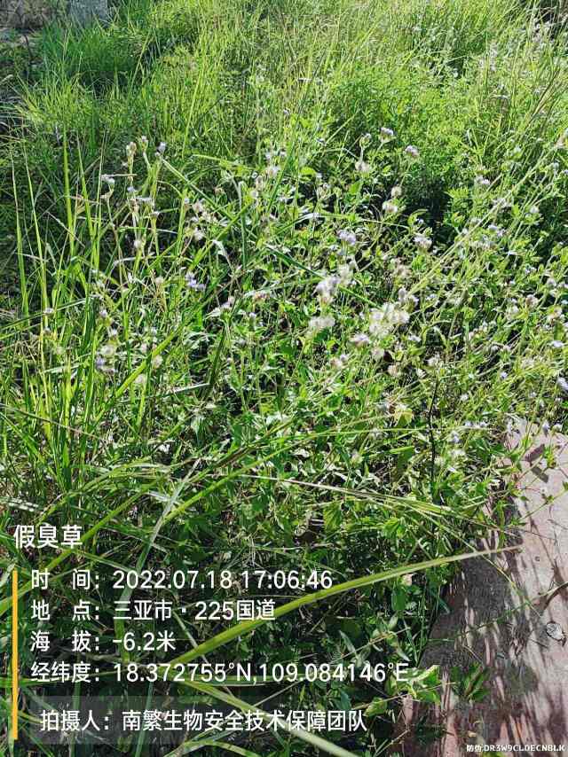 假臭草