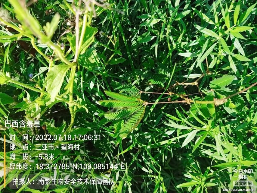 巴西含羞草