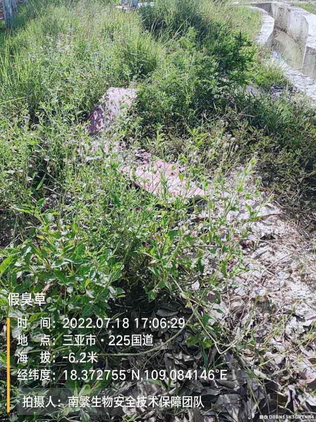 假臭草