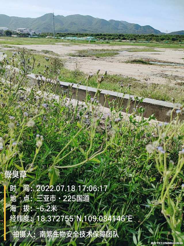 假臭草