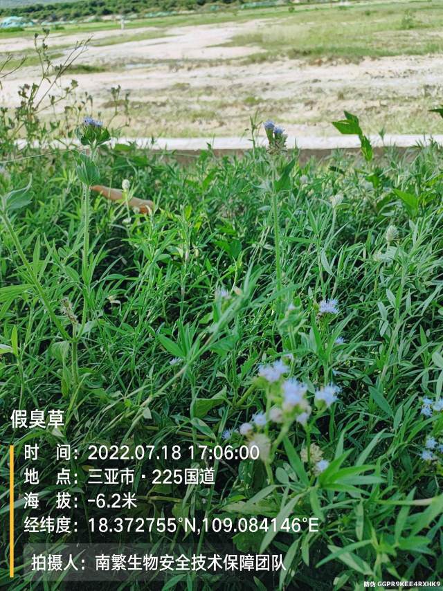 假臭草