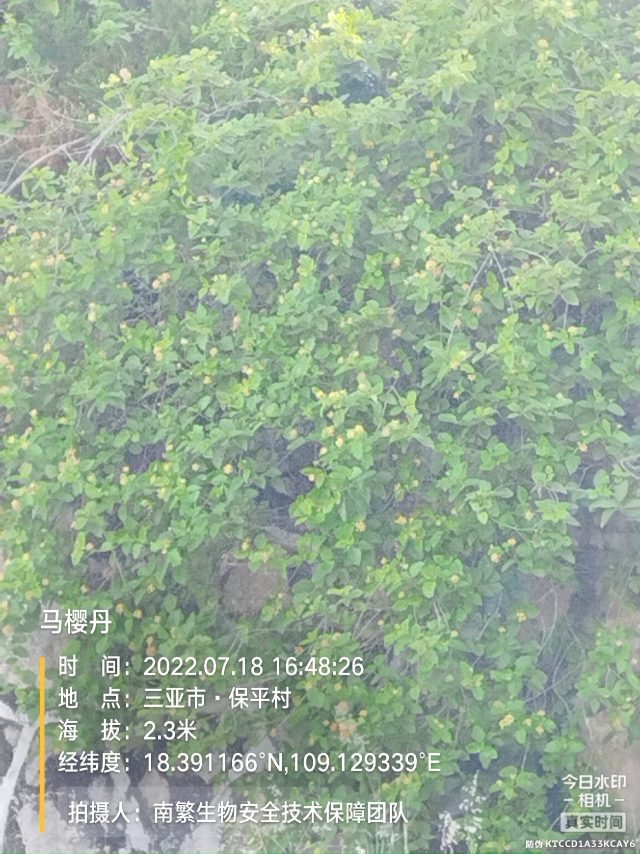 马樱丹