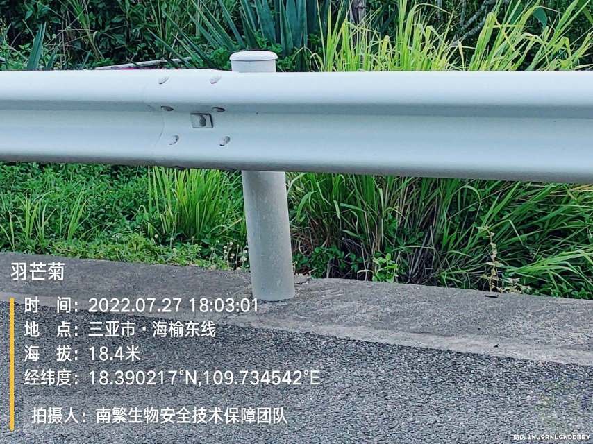 羽芒菊