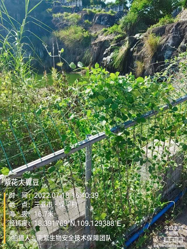 紫花大翼豆