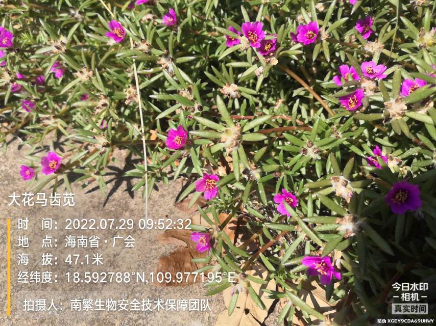 大花马齿苋