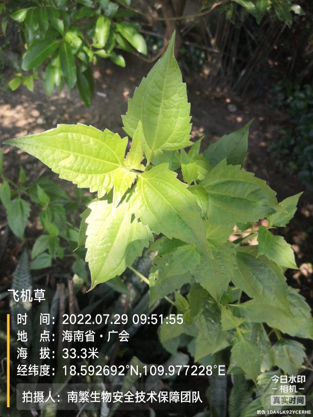 飞机草