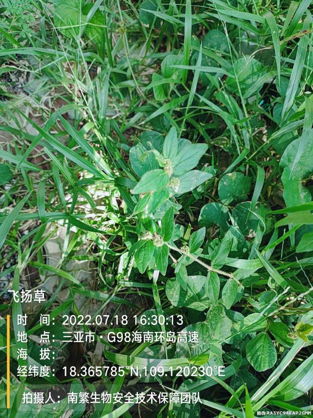 飞扬草