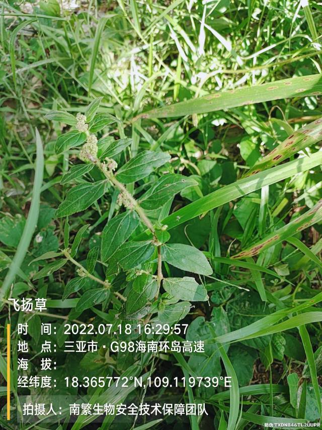 飞扬草