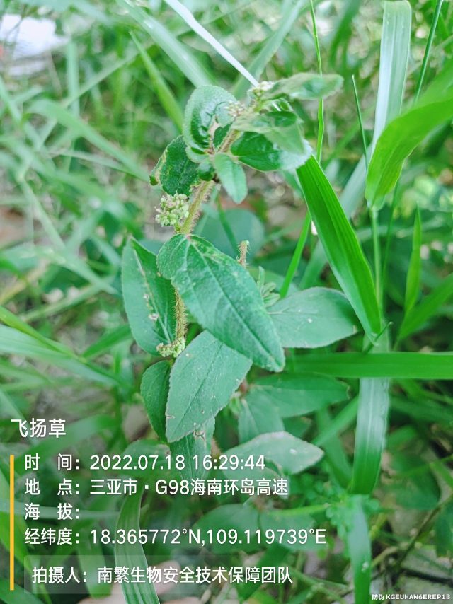 飞扬草