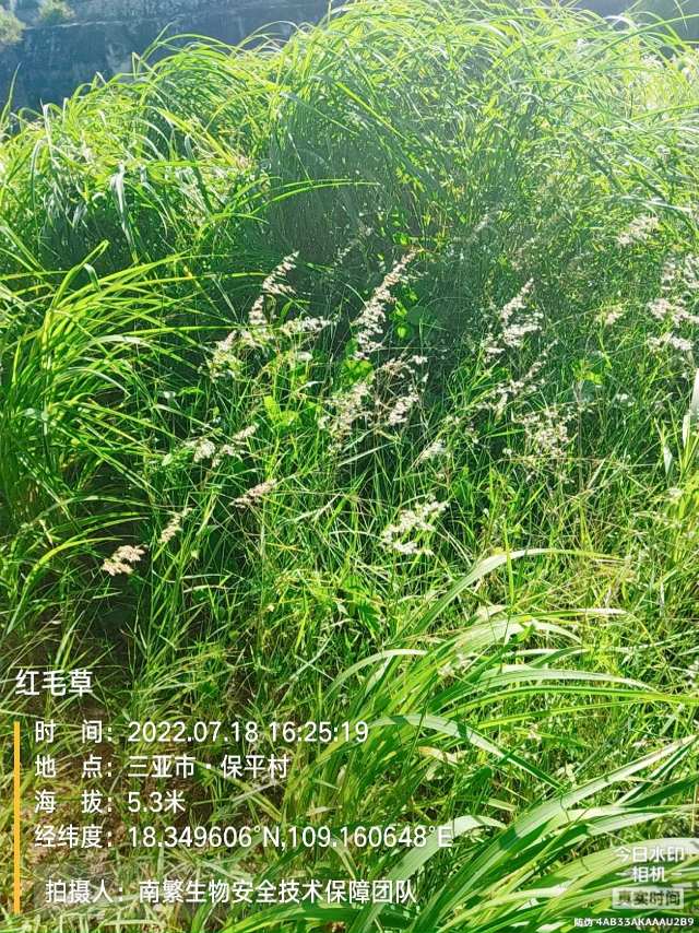 红毛草
