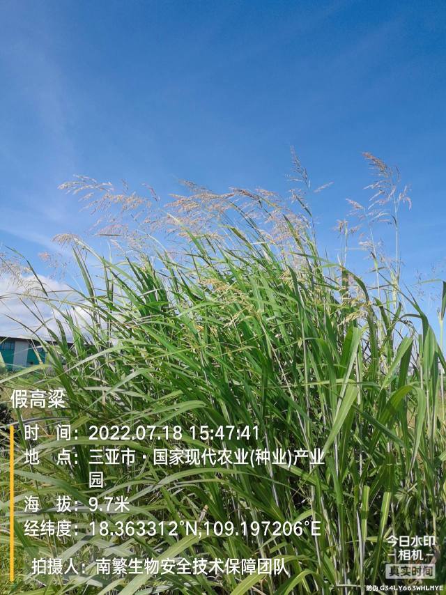 假高粱