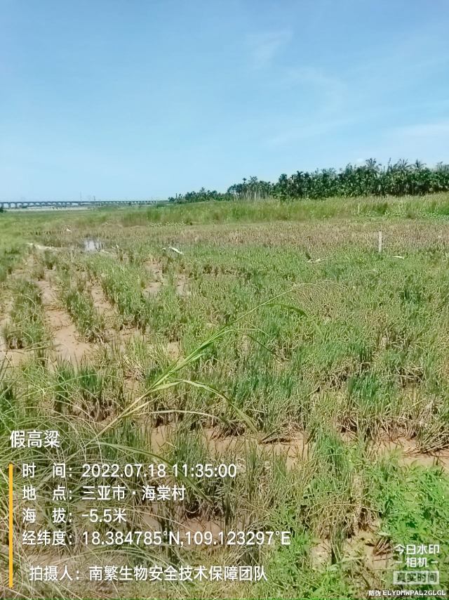 假高粱