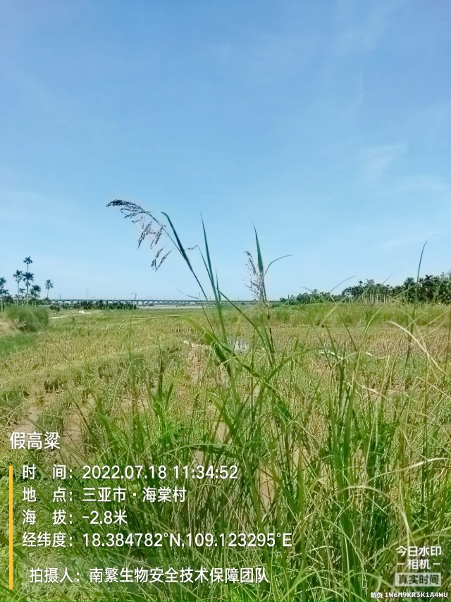 假高粱