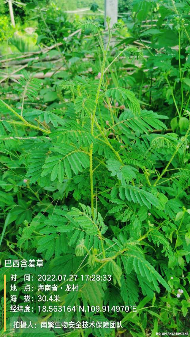 巴西含羞草