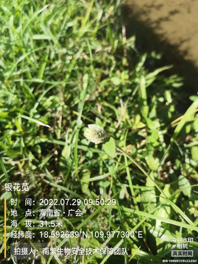 银花苋