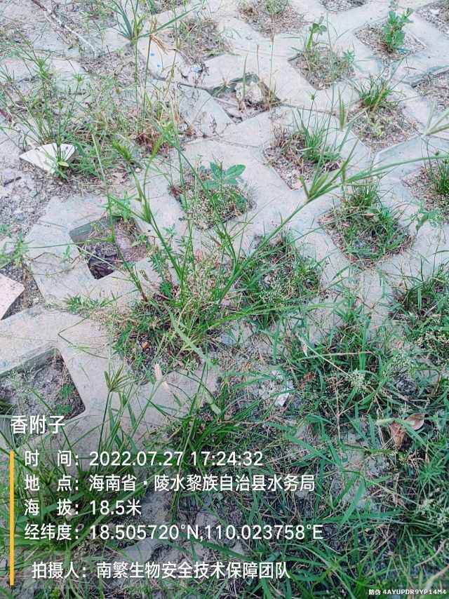 香附子