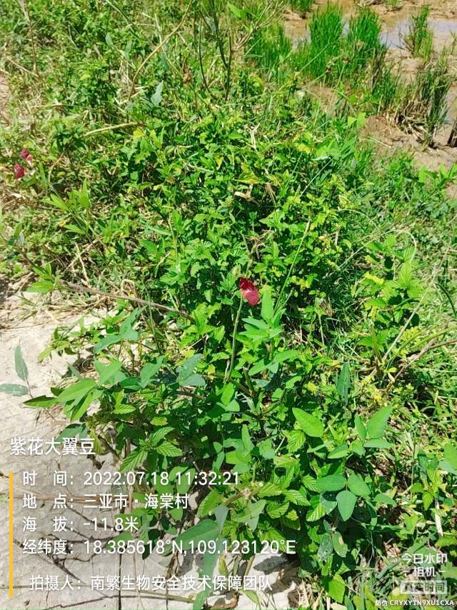 紫花大翼豆