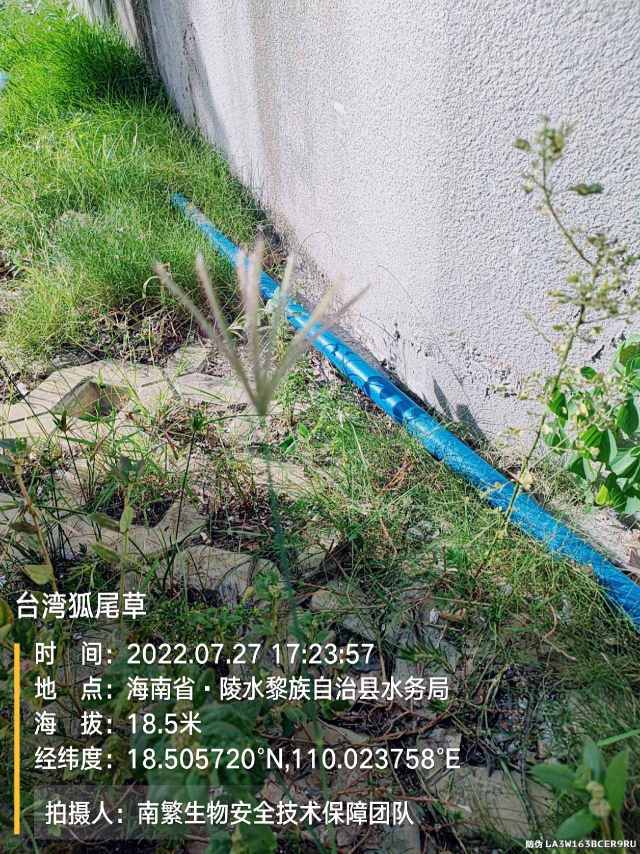 台湾狐尾草