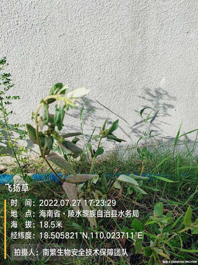 飞扬草