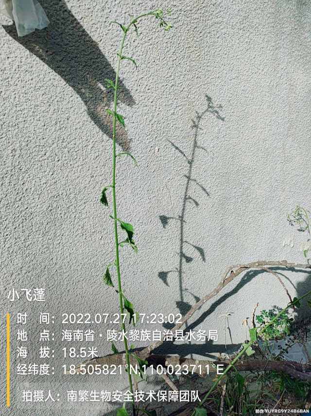 小飞蓬