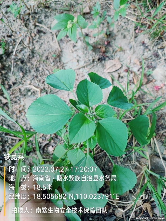 铁苋菜
