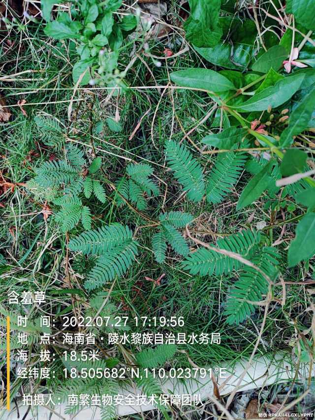 含羞草