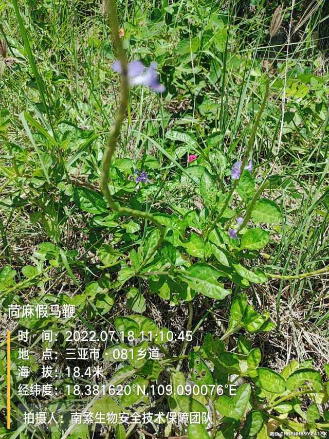 苘麻假马鞭