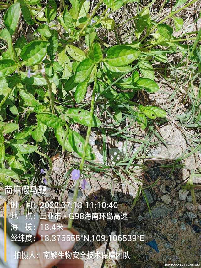 苘麻假马鞭