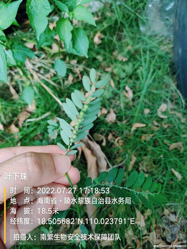 叶下珠