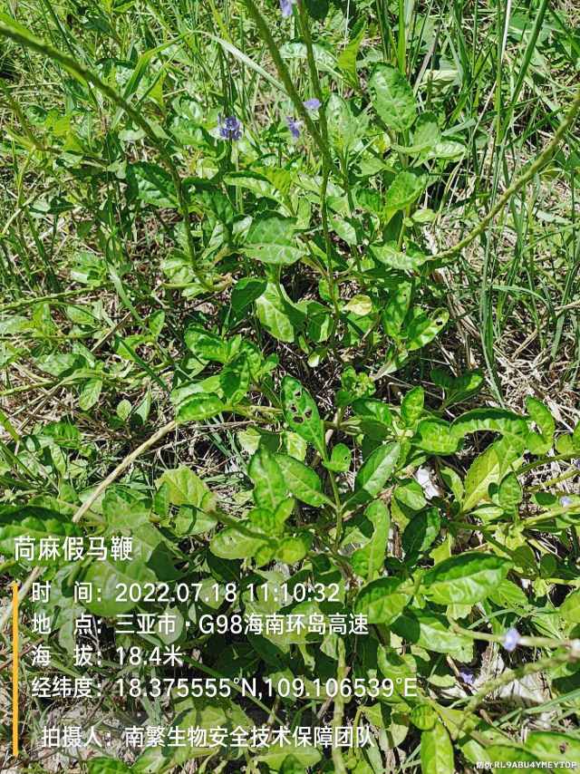 苘麻假马鞭