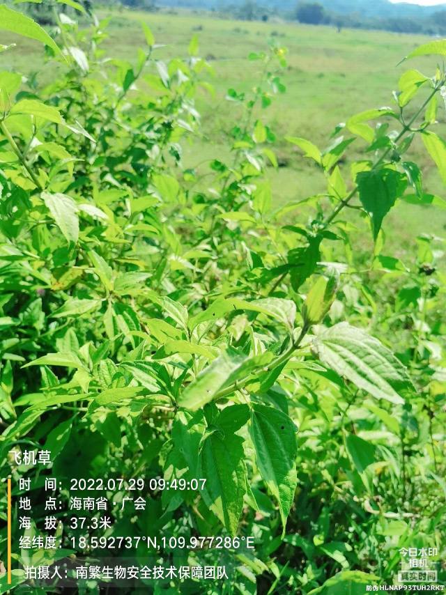 飞机草