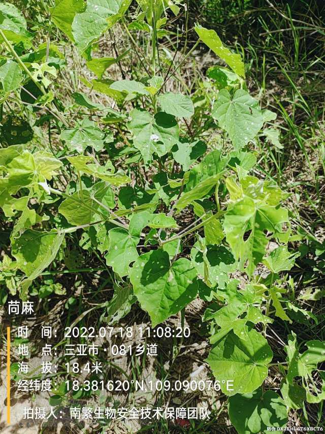 苘麻