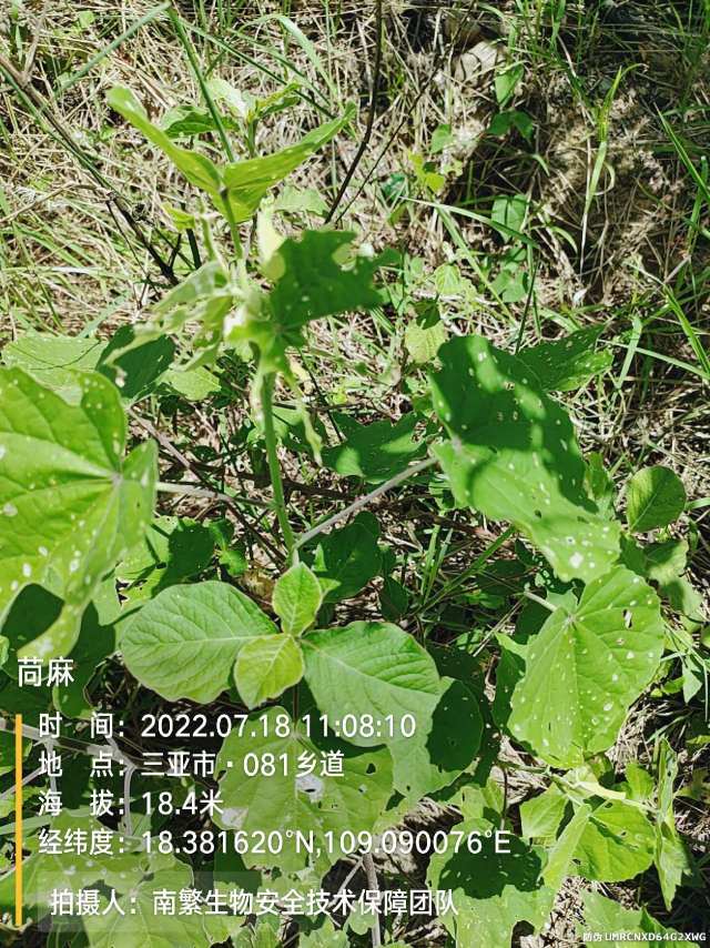 苘麻