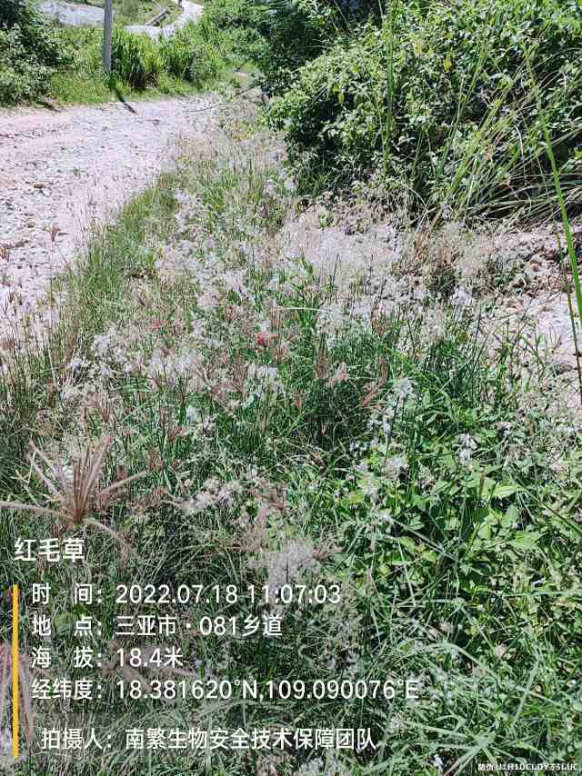 红毛草