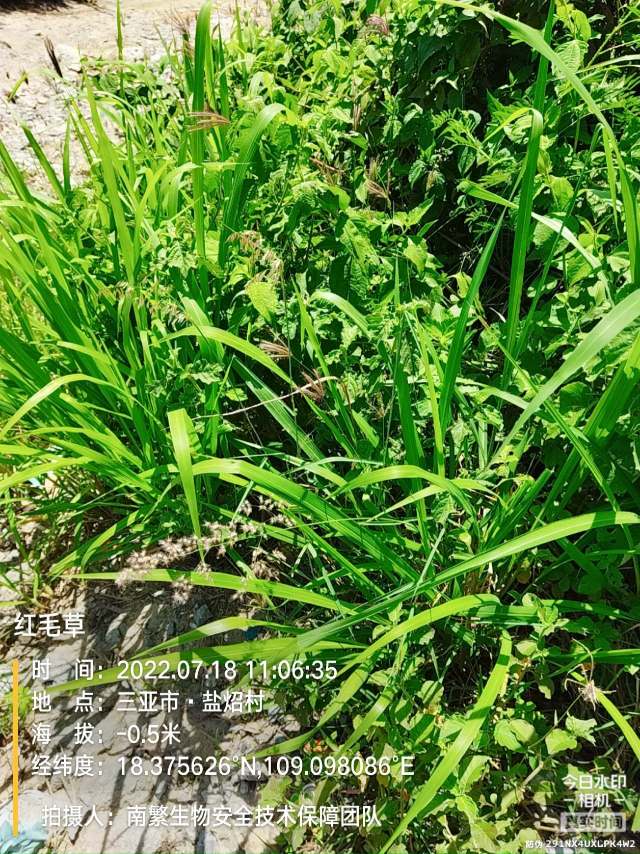 红毛草
