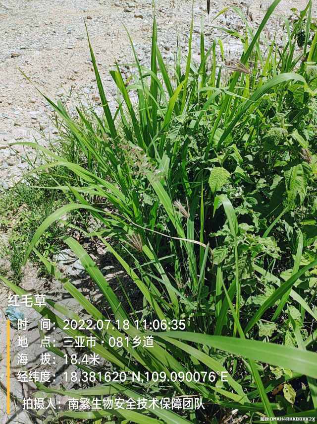 红毛草