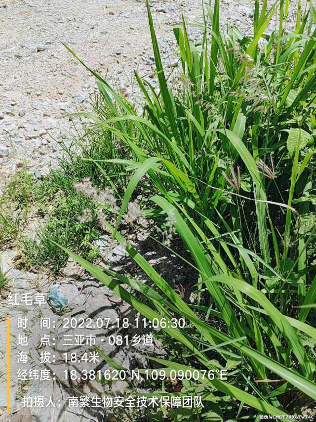 红毛草