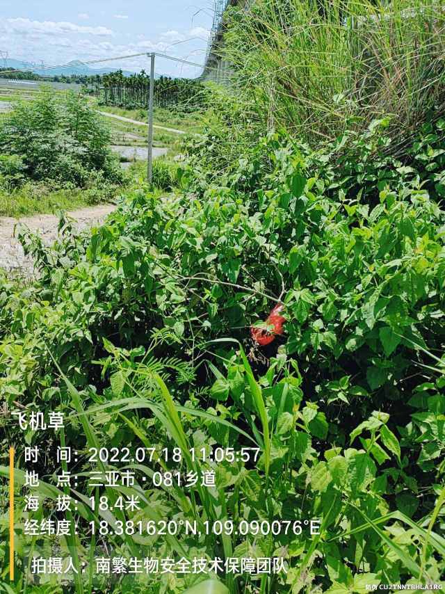 飞机草
